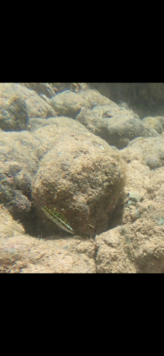 Halichoeres ornatissimus observed 2026-08-13