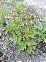 Angelica archangelica litoralis