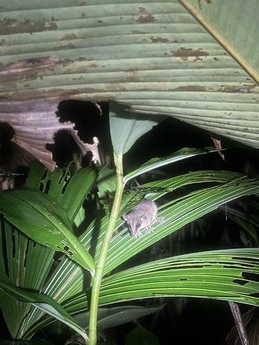 Mexican Mouse Opossum