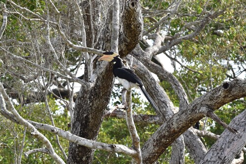 Malabar Pied Hornbill