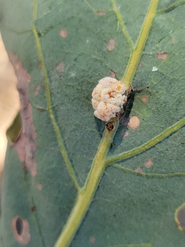 iNaturalist observation photo of Convoluted Gall Wasp