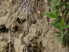 Masticophis lateralis euryxanthus