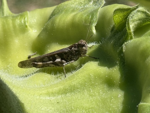 Oedaleus infernalis