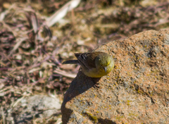 Crithagra symonsi