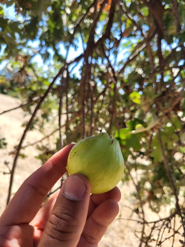 iNaturalist observation photo of California Gall Wasp