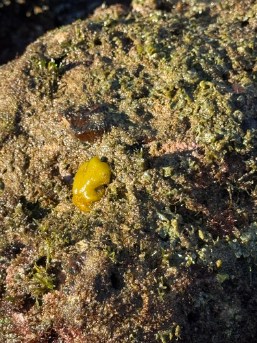 Colpomenia sinuosa observed 2026-08-12