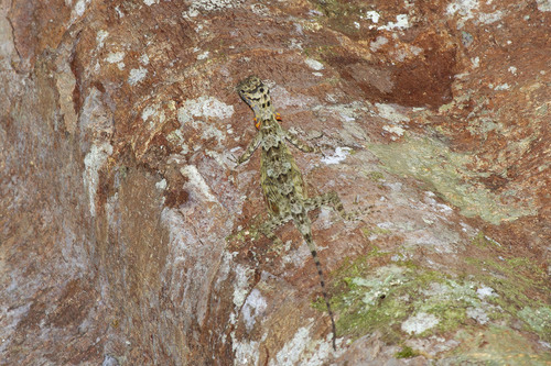 Dusky Gliding Lizard, Draco obscurus