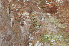 Draco obscurus