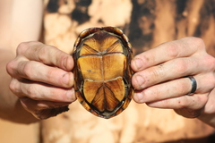 Kinosternon subrubrum hippocrepis