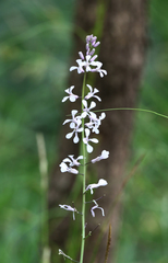 Iodanthus pinnatifidus