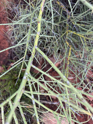 Canotia holacantha, photograph 4
