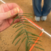 Acacia mearnsii