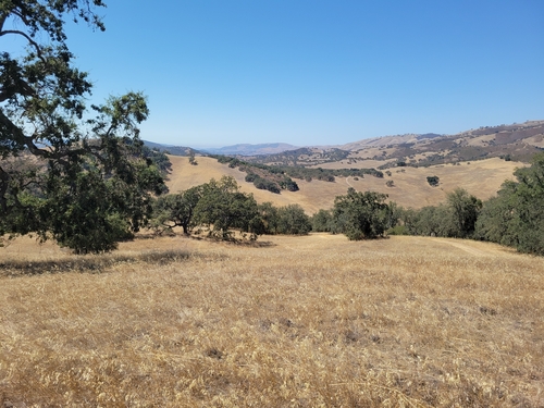 iNaturalist observation photo of Dumosae