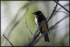 Icterus bullockii × galbula