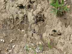 Masticophis lateralis euryxanthus