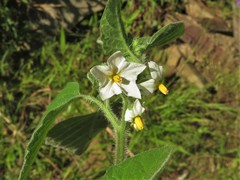 Solanum sarrachoides