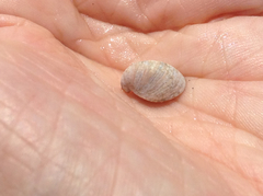 Crepidula convexa
