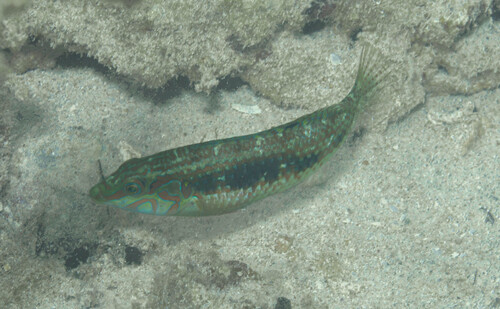 Halichoeres miniatus observed 2026-07-19