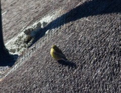 Crithagra symonsi