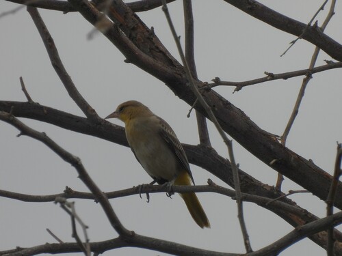 Bullock's Oriole