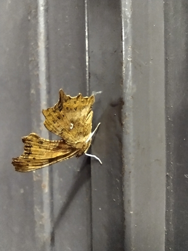 European Comma