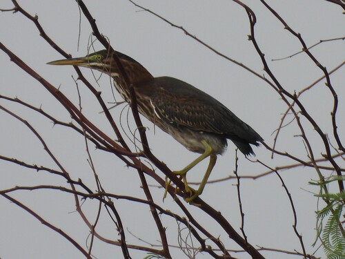 Green Heron