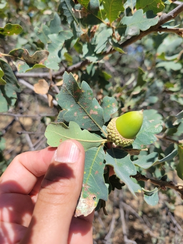 iNaturalist observation photo of Dumosae