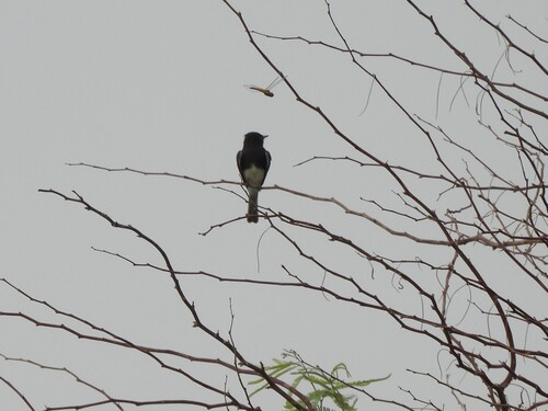 Black Phoebe