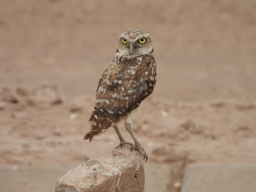 Burrowing Owl