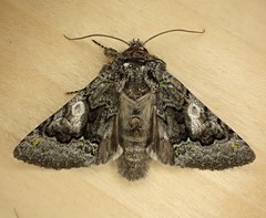 Behrensia conchiformis