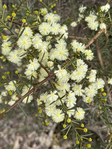 Spreading Wattle