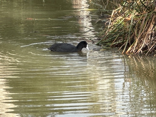 Eurasian Coot