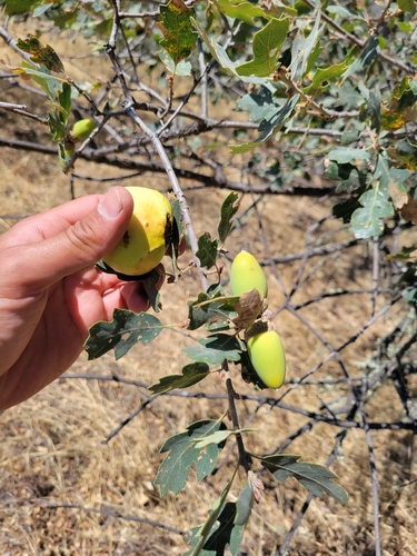 iNaturalist observation photo of Dumosae