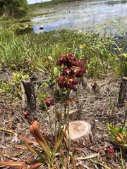 Sarracenia rubra