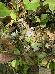 Houstonia serpyllifolia
