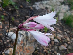 Nerine pudica
