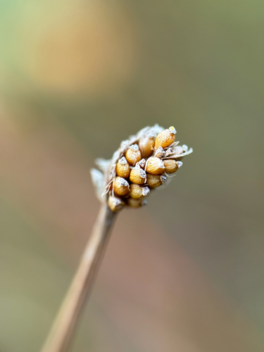 Eleocharis elliptica, 2026-08-13