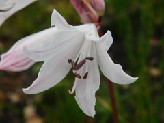 Nerine pudica