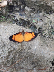 Tegosa pastazena