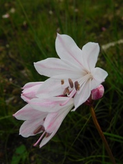 Nerine pudica