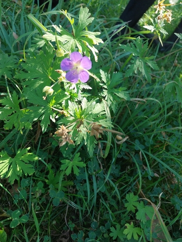 Meadow Crane's-bill