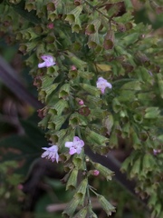 Condea floribunda
