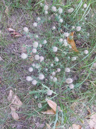 rabbitfoot clover