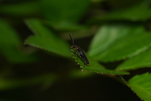 Lucidota punctata