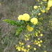 Acacia paradoxa