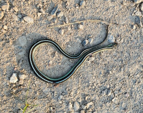 Common Garter Snake