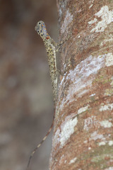 Draco obscurus