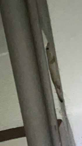 Asian House Gecko