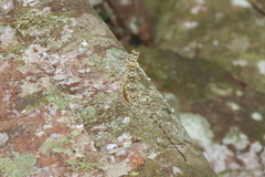 Draco obscurus