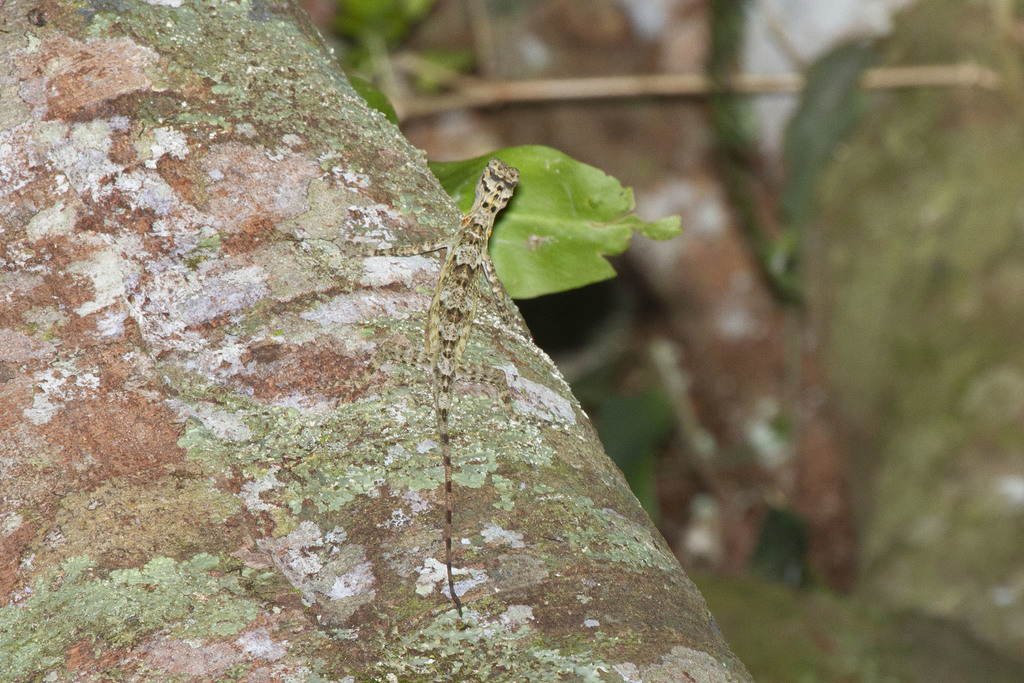 Dusky Gliding Lizard (Draco obscurus)